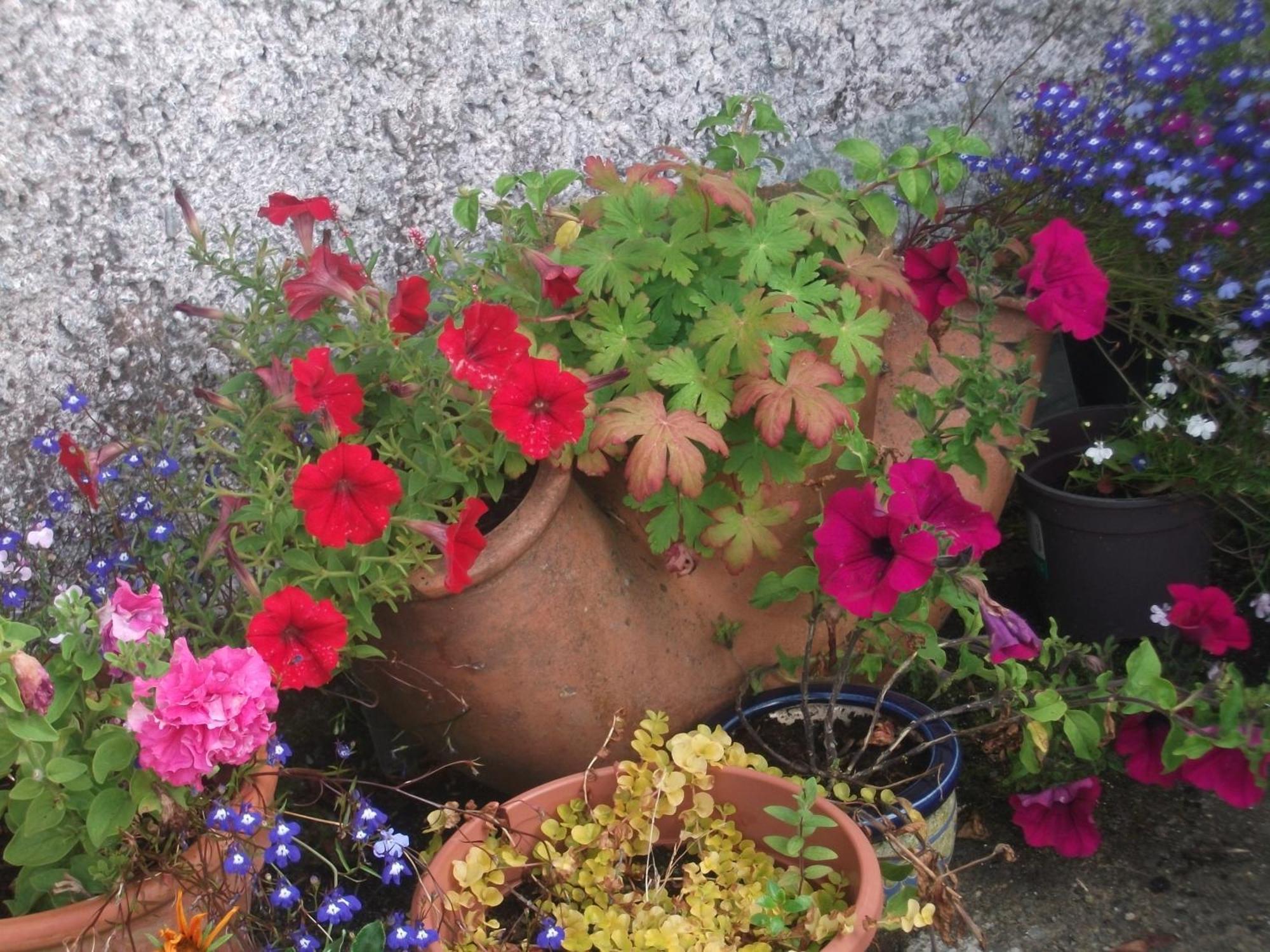Fuchsia House Bed And Breakfast Connemaraレンバイル エクステリア 写真